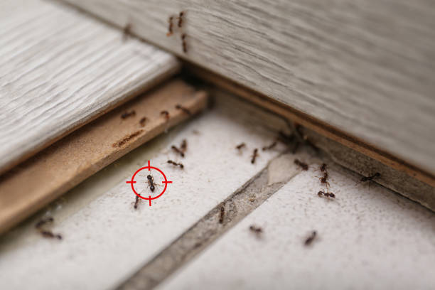 Best Affordable Pest Control Services  in Decherd, TN