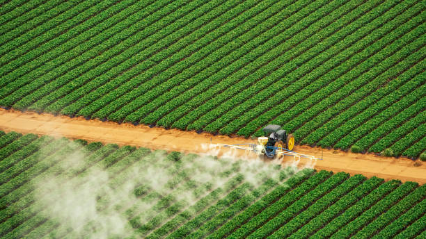 Best Mosquito Control Services  in Decherd, TN