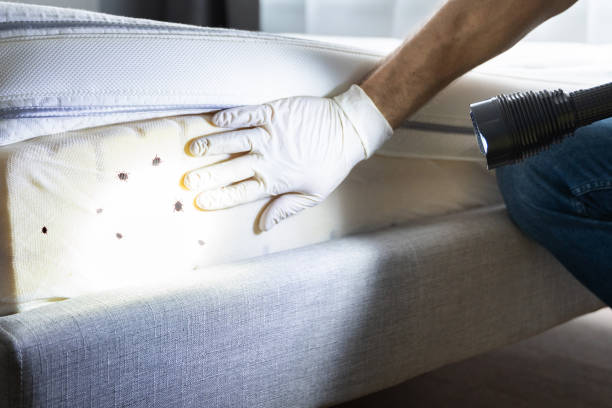 Best Affordable Pest Control Services  in Decherd, TN