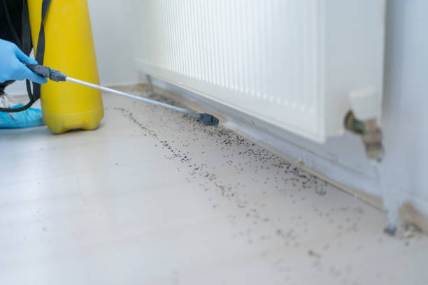 Best Pest Control for Homes  in Decherd, TN