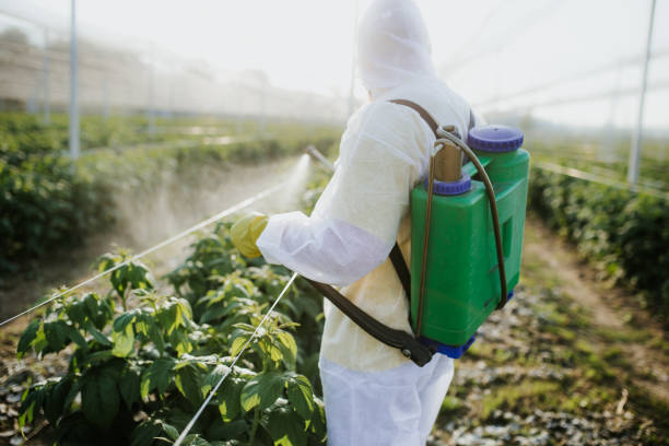 Best Bed Bug Extermination  in Decherd, TN